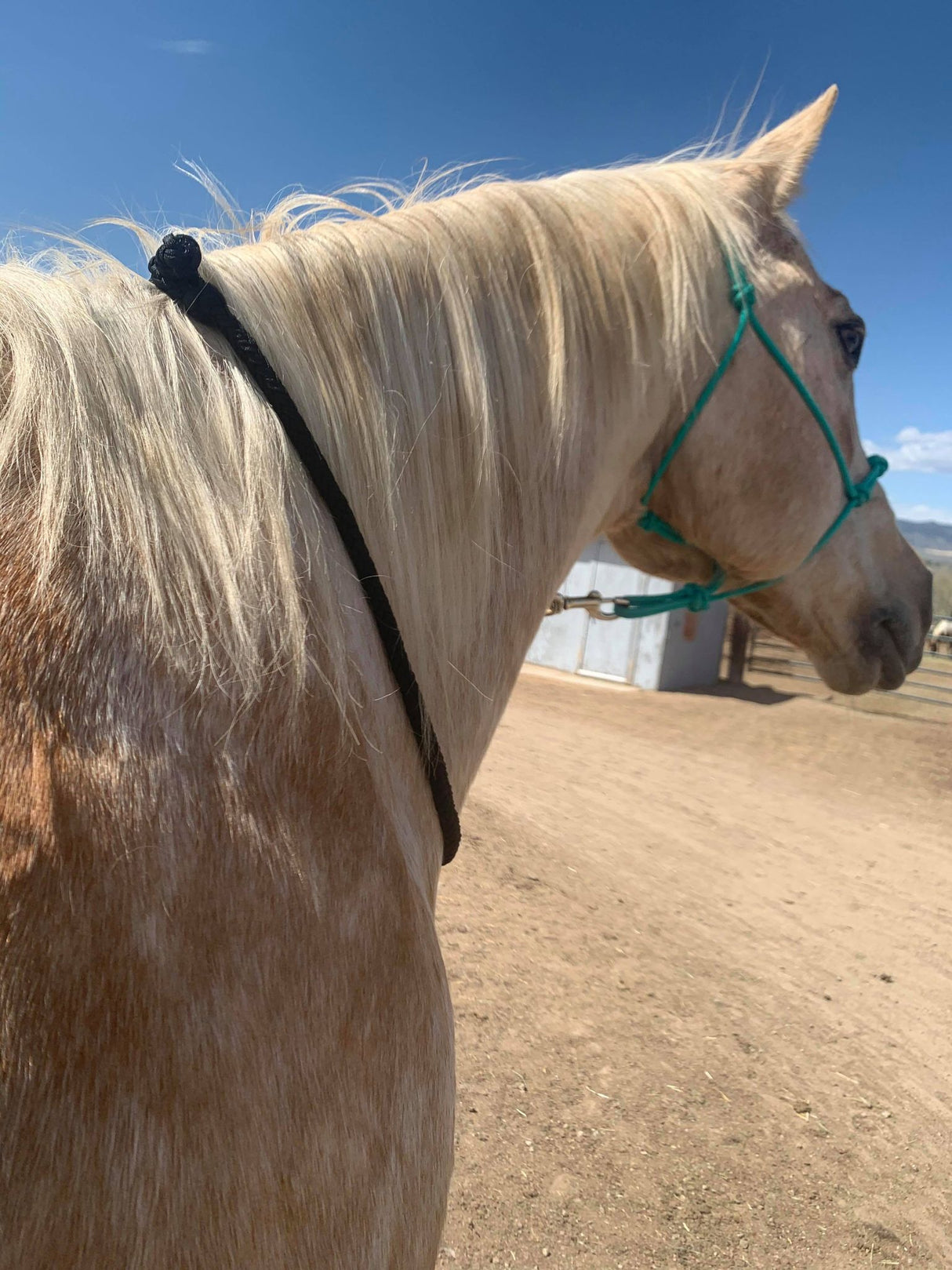 Cuerda para el cuello